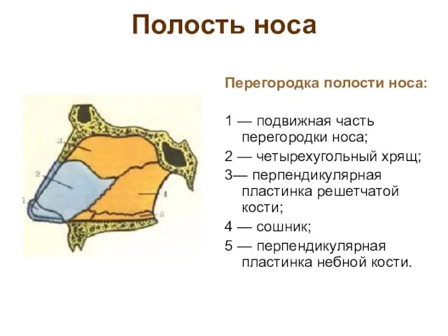 Полость носа Перегородка полости носа: 1 — подвижная часть перегородки носа;