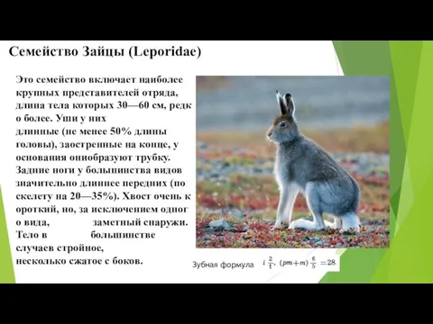 Семейство Зайцы (Leporidae) Это семейство включает наиболее крупных представителей отряда, длина