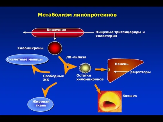 Кишечник Скелетные мышцы Жировая ткань Хиломикроны Остатки хиломикронов рецепторы Печень Пищевые