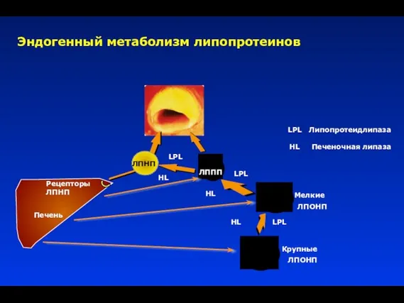 Эндогенный метаболизм липопротеинов ЛППП Крупные ЛПОНП Рецепторы ЛПНП Печень LPL Липопротеидлипаза