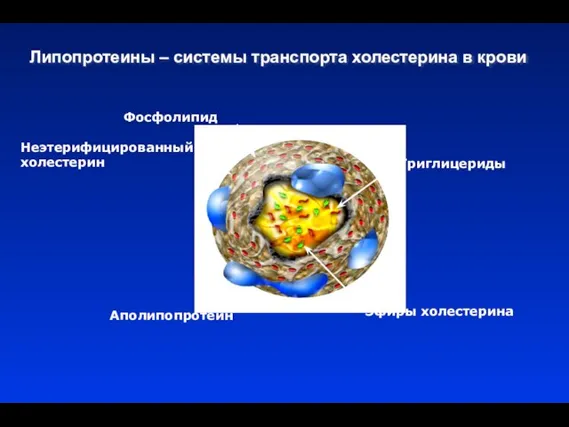 Липопротеины – системы транспорта холестерина в крови Неэтерифицированный холестерин Фосфолипид Триглицериды Эфиры холестерина Аполипопротеин