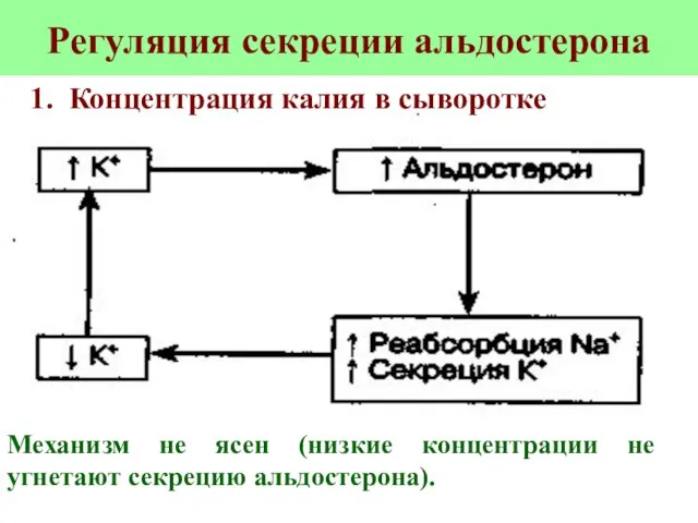 Регуляция секреции альдостерона Механизм не ясен (низкие концентрации не угнетают секрецию