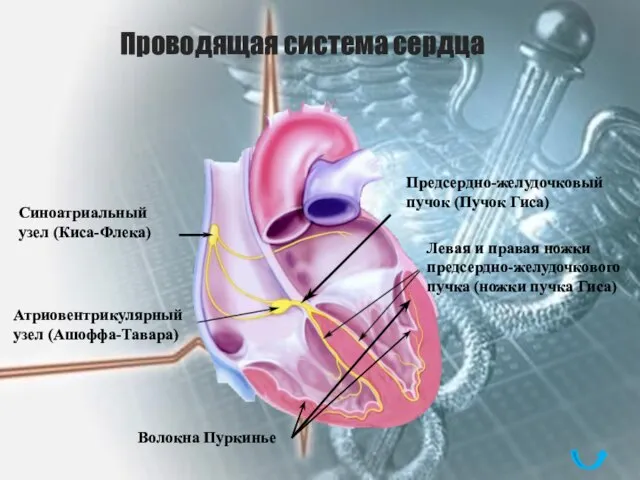Проводящая система сердца Синоатриальный узел (Киса-Флека) Атриовентрикулярный узел (Ашоффа-Тавара) Предсердно-желудочковый пучок