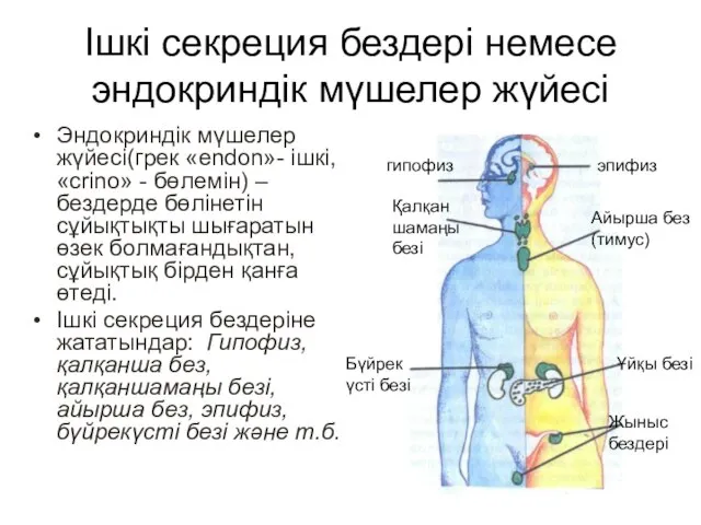 Ішкі секреция бездері немесе эндокриндік мүшелер жүйесі Эндокриндік мүшелер жүйесі(грек «endon»-