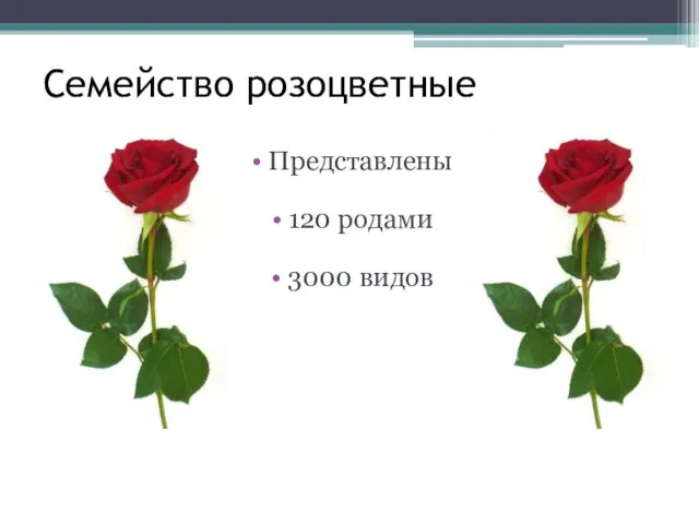 Семейство розоцветные Представлены 120 родами 3000 видов