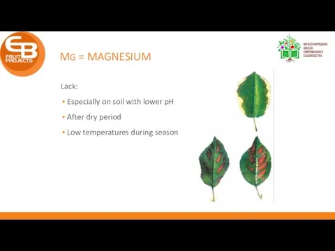 MG = MAGNESIUM Lack: Especially on soil with lower pH After