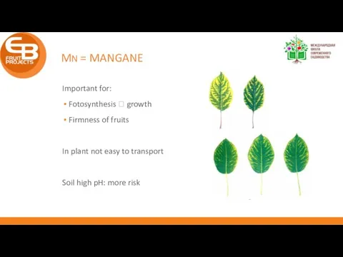 MN = MANGANE Important for: Fotosynthesis ? growth Firmness of fruits