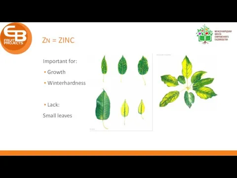 ZN = ZINC Important for: Growth Winterhardness Lack: Small leaves