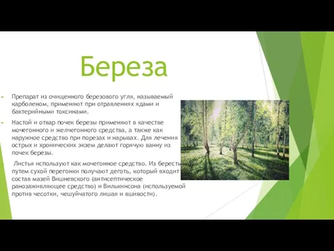 Береза Препарат из очищенного березового угля, называемый карболеном, применяют при отравлениях