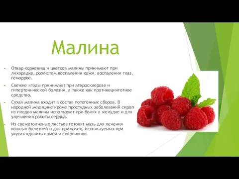 Малина Отвар корневищ и цветков малины принимают при лихорадке, рожистом воспалении