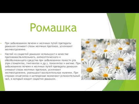 Ромашка При заболеваниях печени и желчных путей препараты ромашки снимают спазм