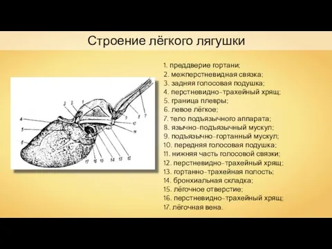 Строение лёгкого лягушки 1. преддверие гортани; 2. межперстневидная связка; 3. задняя