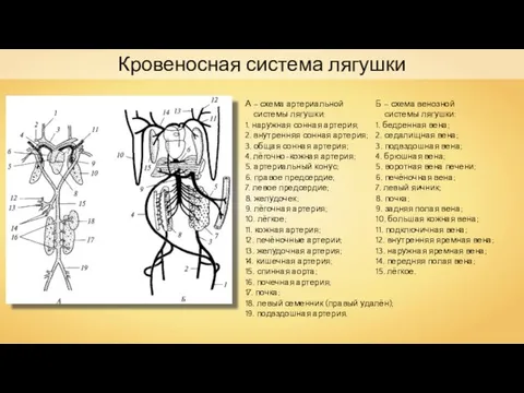 Кровеносная система лягушки А – схема артериальной системы лягушки: 1. наружная