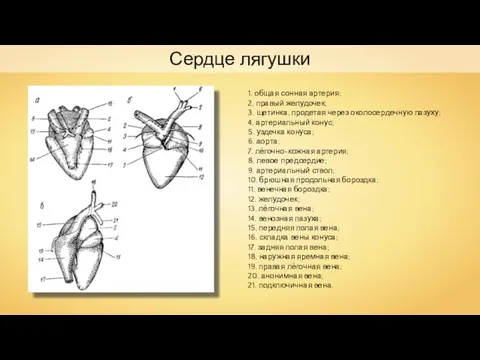 Сердце лягушки 1. общая сонная артерия; 2. правый желудочек; 3. щетинка,