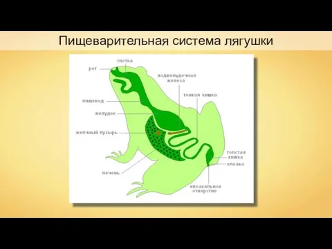 Пищеварительная система лягушки