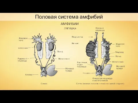 Половая система амфибий