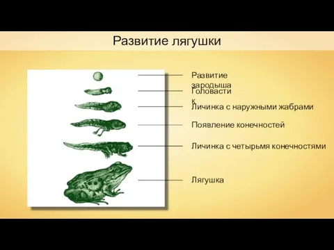 Развитие лягушки Развитие зародыша Головастик Личинка с наружными жабрами Появление конечностей Личинка с четырьмя конечностями Лягушка