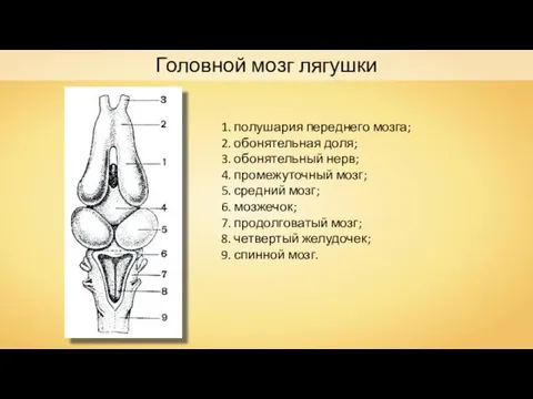 Головной мозг лягушки 1. полушария переднего мозга; 2. обонятельная доля; 3.