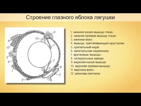 Строение глазного яблока лягушки 1. нижняя косая мышца глаза; 2. нижняя