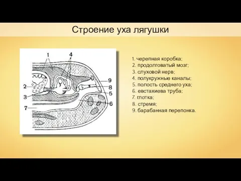 Строение уха лягушки 1. черепная коробка; 2. продолговатый мозг; 3. слуховой