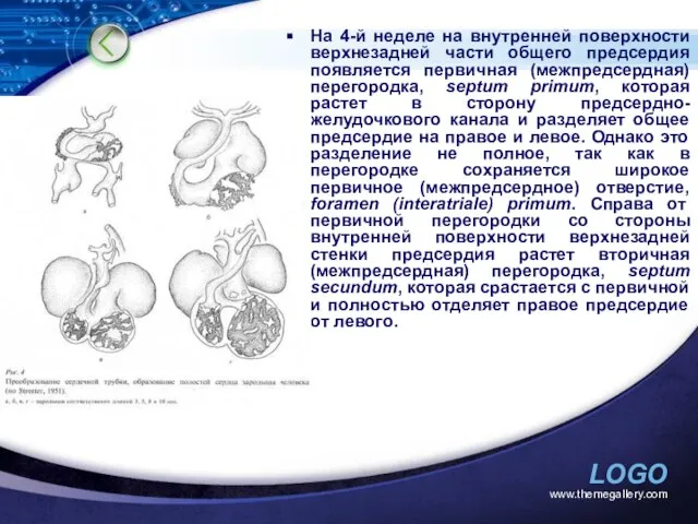 www.themegallery.com На 4-й неделе на внутренней поверхности верхнезадней части общего предсердия