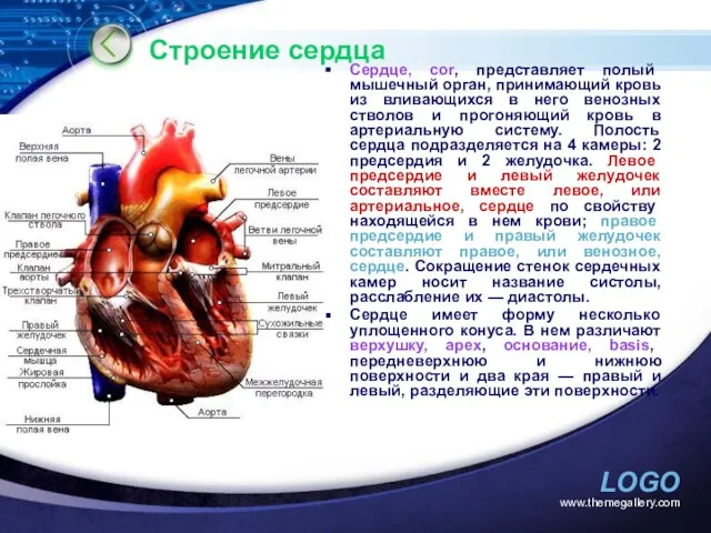 www.themegallery.com Строение сердца Сердце, cor, представляет полый мышечный орган, принимающий кровь