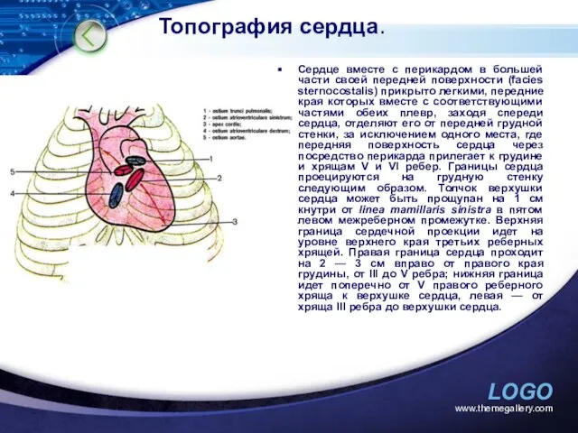 www.themegallery.com Топография сердца. Сердце вместе с перикардом в большей части своей