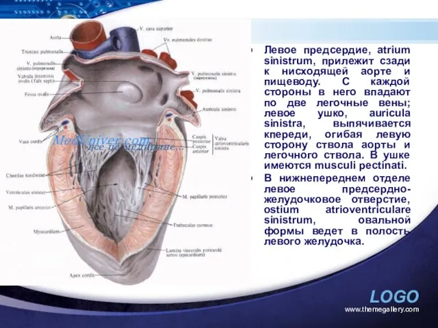 www.themegallery.com Левое предсердие, atrium sinistrum, прилежит сзади к нисходящей аорте и