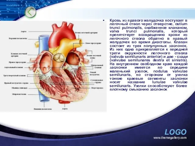 www.themegallery.com Кровь из правого желудочка поступает в легочный ствол через отверстие,