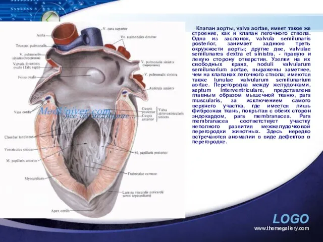 www.themegallery.com Клапан аорты, valva aortae, имеет такое же строение, как и