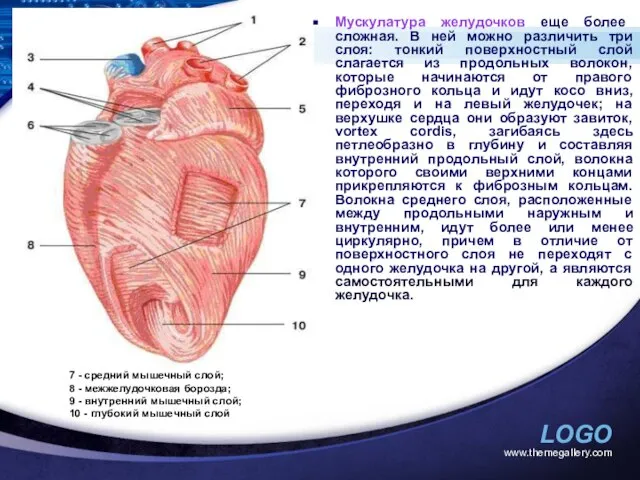 www.themegallery.com Мускулатура желудочков еще более сложная. В ней можно различить три