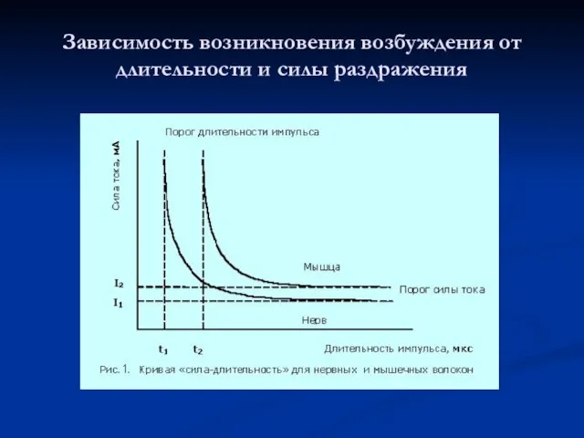 Зависимость возникновения возбуждения от длительности и силы раздражения