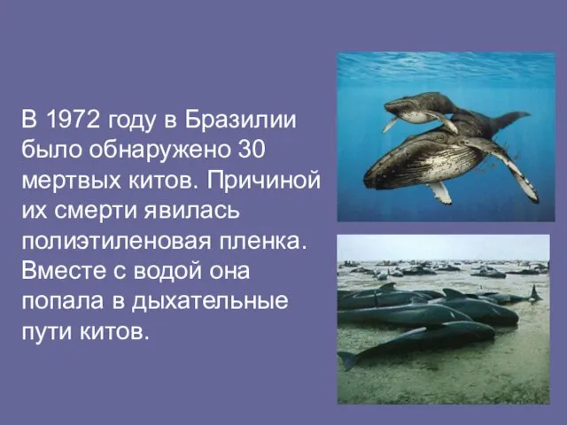 В 1972 году в Бразилии было обнаружено 30 мертвых китов. Причиной