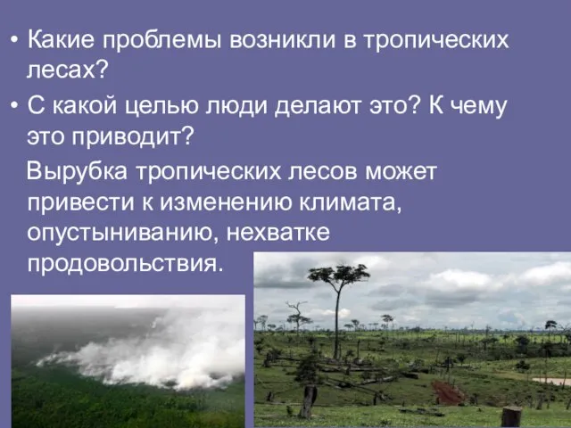 Какие проблемы возникли в тропических лесах? С какой целью люди делают