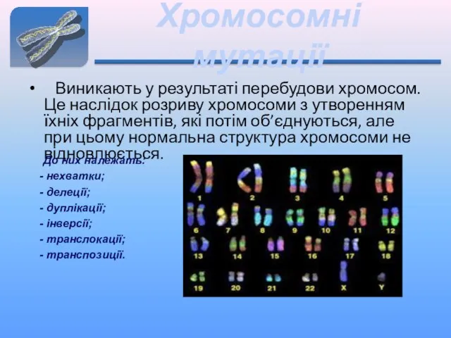 Хромосомні мутації Виникають у результаті перебудови хромосом. Це наслідок розриву хромосоми
