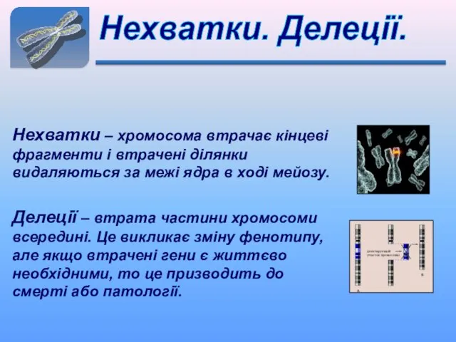 Нехватки. Делеції. Нехватки – хромосома втрачає кінцеві фрагменти і втрачені ділянки