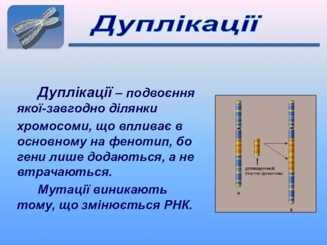 Дуплікації Дуплікації – подвоєння якої-завгодно ділянки хромосоми, що впливає в основному