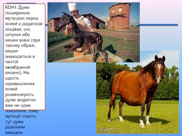 КОНІ: Дуже поширеною мутацією серед коней є додаткові кінцівки, очі, шлунок
