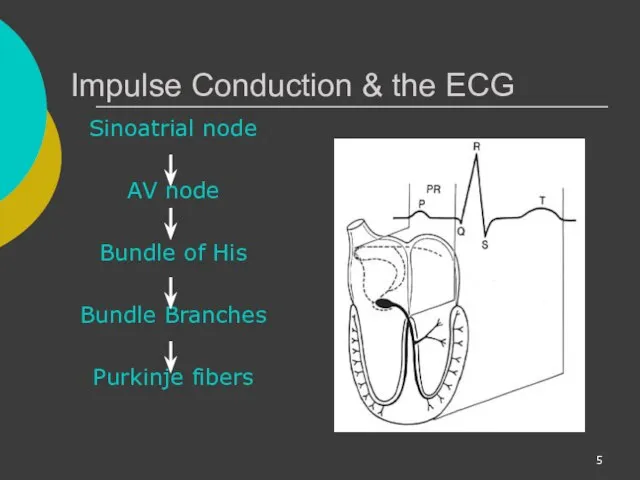 Impulse Conduction & the ECG Sinoatrial node AV node Bundle of His Bundle Branches Purkinje fibers