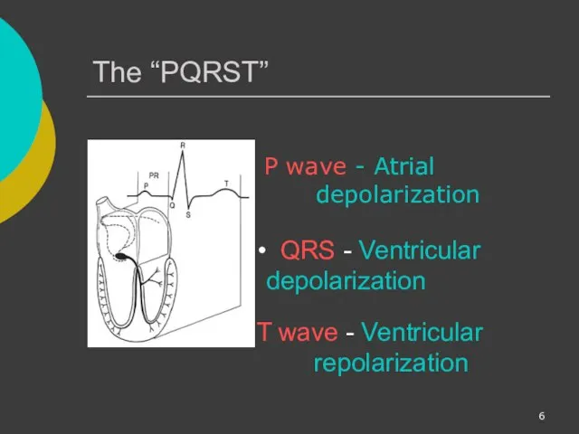 The “PQRST” P wave - Atrial depolarization T wave - Ventricular repolarization QRS - Ventricular depolarization