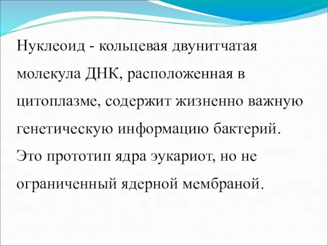 Нуклеоид - кольцевая двунитчатая молекула ДНК, расположенная в цитоплазме, содержит жизненно