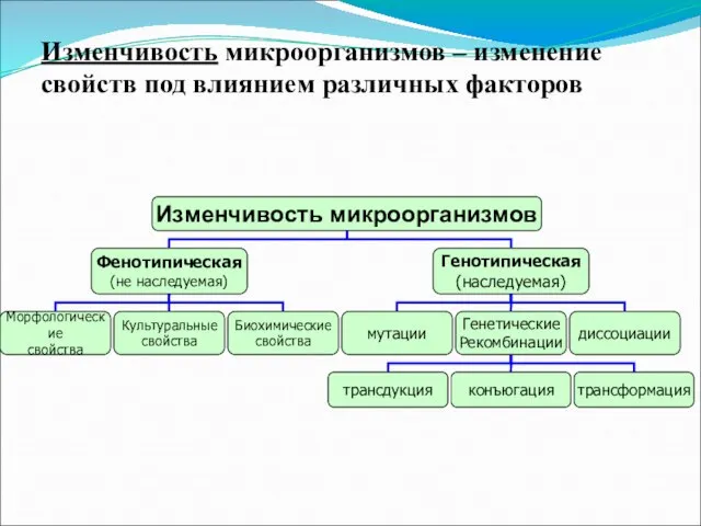 Изменчивость микроорганизмов – изменение свойств под влиянием различных факторов