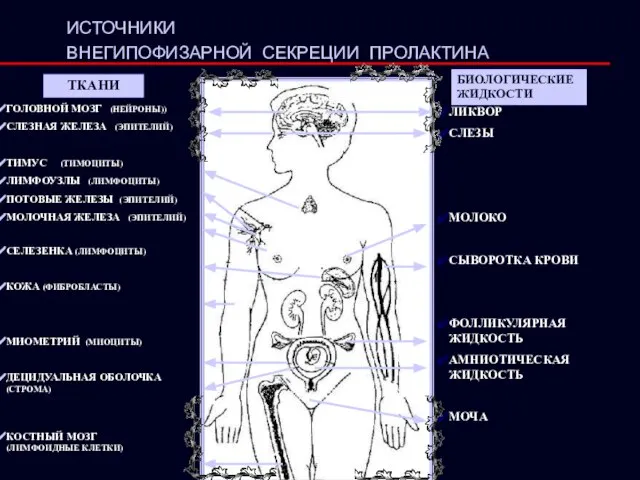 ИСТОЧНИКИ ВНЕГИПОФИЗАРНОЙ СЕКРЕЦИИ ПРОЛАКТИНА ТКАНИ ЛИКВОР СЛЕЗЫ МОЛОКО СЫВОРОТКА КРОВИ ФОЛЛИКУЛЯРНАЯ