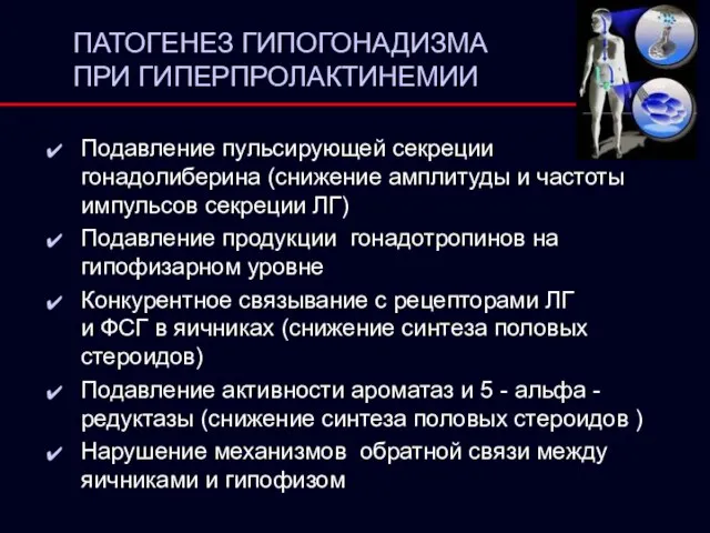 ПАТОГЕНЕЗ ГИПОГОНАДИЗМА ПРИ ГИПЕРПРОЛАКТИНЕМИИ Подавление пульсирующей секреции гонадолиберина (снижение амплитуды и