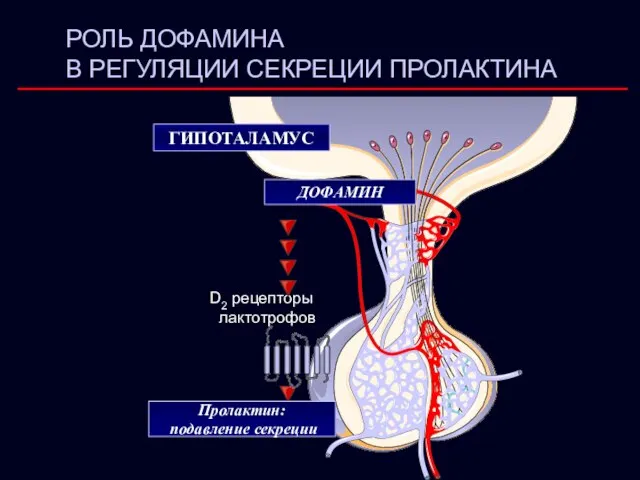 РОЛЬ ДОФАМИНА В РЕГУЛЯЦИИ СЕКРЕЦИИ ПРОЛАКТИНА D2 рецепторы лактотрофов ДОФАМИН ГИПОТАЛАМУС Пролактин: подавление секреции