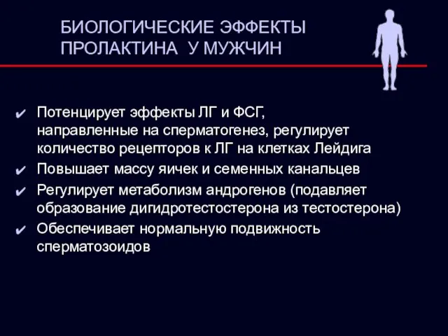 БИОЛОГИЧЕСКИЕ ЭФФЕКТЫ ПРОЛАКТИНА У МУЖЧИН Потенцирует эффекты ЛГ и ФСГ, направленные