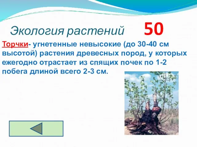 Экология растений 50 Торчки- угнетенные невысокие (до 30-40 см высотой) растения