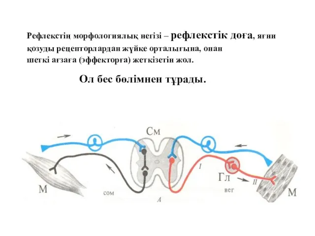 Рефлекстің морфологиялық негізі – рефлекстік доға, яғни қозуды рецепторлардан жүйке орталығына,