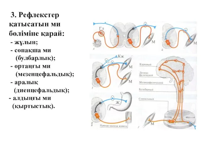 3. Рефлекстер қатысатын ми бөліміне қарай: - жұлын; - сопақша ми