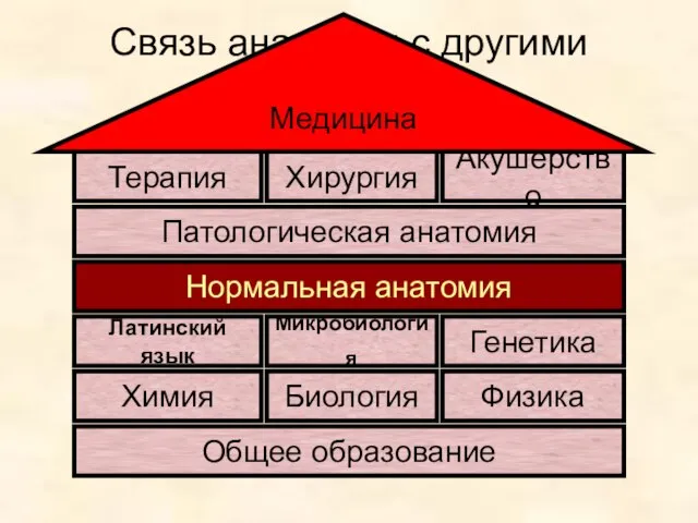 Связь анатомии с другими науками Общее образование Биология Физика Химия Нормальная